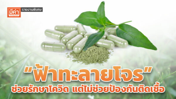รายงานพิเศษ : “ฟ้าทะลายโจร” ช่วยรักษาโควิด แต่ไม่ช่วยป้องกันติดเชื้อ รายงานพิเศษ : “ฟ้าทะลายโจร” ช่วยรักษาโควิด แต่ไม่ช่วยป้องกันติดเชื้อ