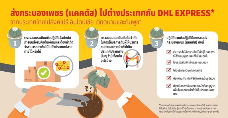 How To วิธีส่งกระบองเพชร (แคคตัส) ไปต่างประเทศ