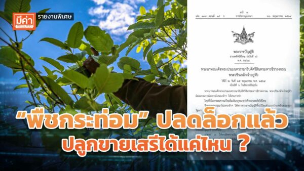 รายงานพิเศษ : “พืชกระท่อม” ปลดล็อกแล้ว ปลูกขายเสรีได้แค่ไหน ? รายงานพิเศษ : “พืชกระท่อม” ปลดล็อกแล้ว ปลูกขายเสรีได้แค่ไหน ?