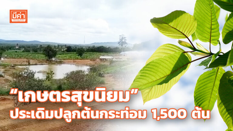 โครงการเกษตรสุขนิยม Ma Mao Pattaya เนรมิตพื้นที่ปลูกต้นกระท่อม 1,500 ต้น “เกษตรสุขนิยม” ประเดิมปลูกต้นกระท่อม 1,500 ต้น