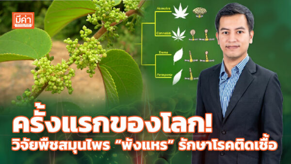 ครั้งแรกของโลก! วิจัยพืชสมุนไพร “พังแหร” รักษาโรคติดเชื้อ ครั้งแรกของโลก! วิจัยพืชสมุนไพร “พังแหร” รักษาโรคติดเชื้อ