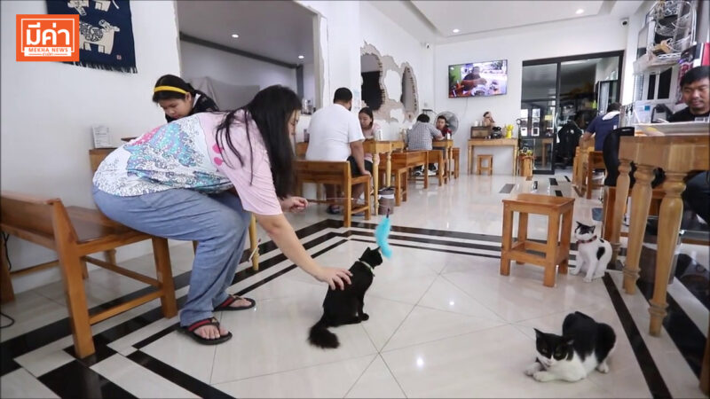 “ล่าวัวพัทยา” คัดพรีเมี่ยม พรีเมี่ยม เมนูเด็ด! ใบพายลอยเสิร์ฟให้กับลูกค้า รับประกัน. ชุ่มฉ่ำในปาก