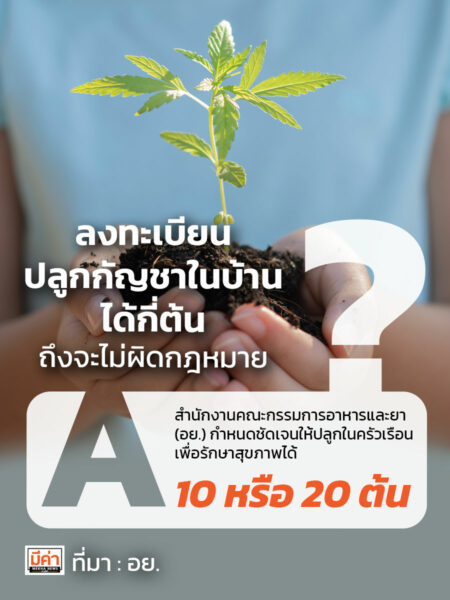 ลงทะเบียนปลูกกัญชา ในบ้าน ได้กี่ต้น ถึงจะไม่ผิดกฎหมาย
