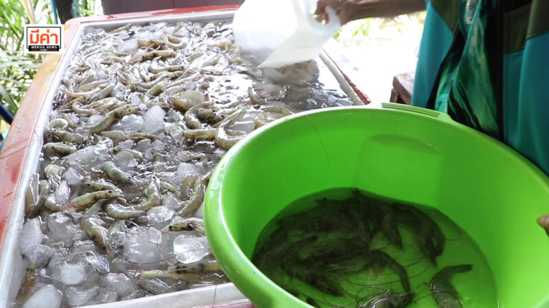 กุ้งดอง ซีอิ๊ว สุราษฎร์