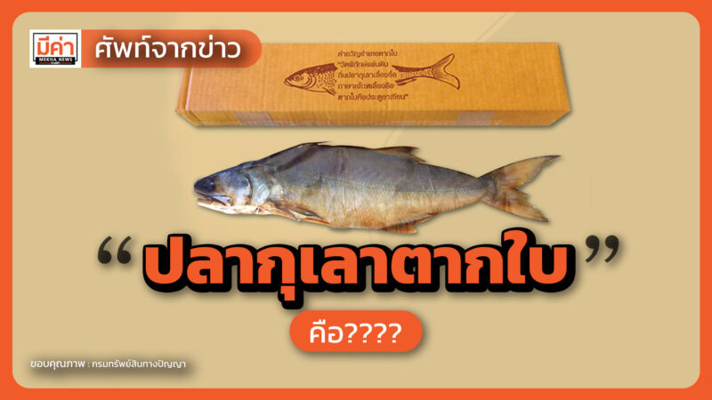 ปลากุเลาตากใบ คือ ปลากุเลาตากใบ คือ