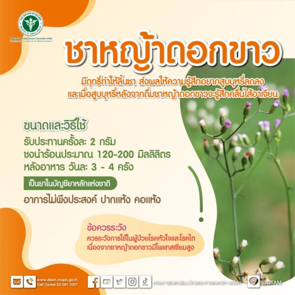 หญ้าดอกขาว เลิกบุหรี่
