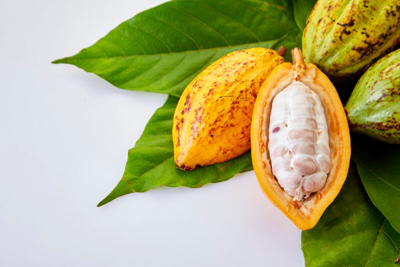 ตารางการแข่งขัน Thailand Cacao Pod Contest 2023