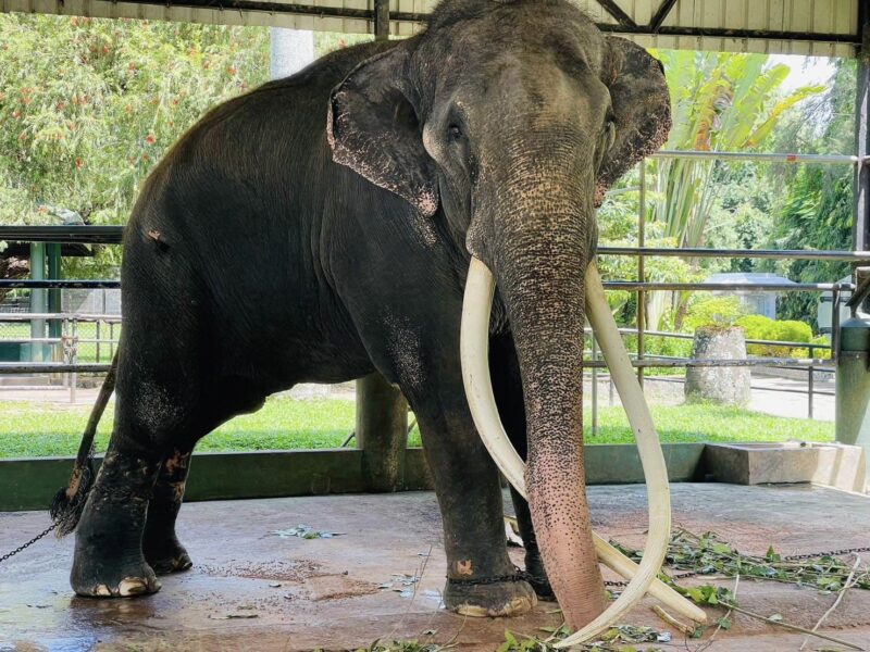 ประวัติ พลายศักดิ์สุรินทร์ ความเป็นมา จนถึงไทย