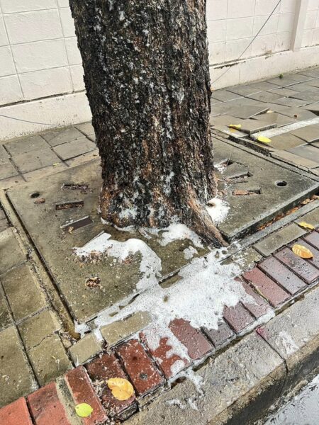 วศ.อว. เตือนภัย “ภาวะฝนกรด” กระทบสุขภาพ หลังโซเชียลแชร์ภาพถนนเป็นฟองสีขาวหลังฝนตก แนะหลีกเลี่ยงการตากฝนและไม่ควรรองรับน้ำฝนในช่วงแรก