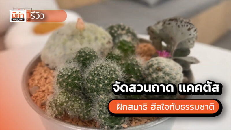 จัดสวนถาด แคคตัส ฝึกสมาธิ ฮีลใจกับธรรมชาติ ที่ Backyard Cafe x TCT