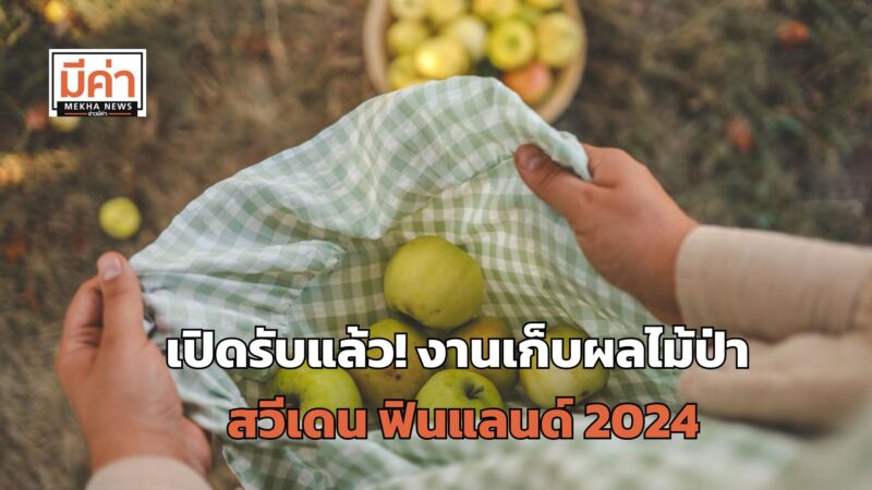 หางานต่างประเทศ สมัครเลย! เก็บผลไม้ป่าในสวีเดน ฟินแลนด์ ฤดูกาล 2024