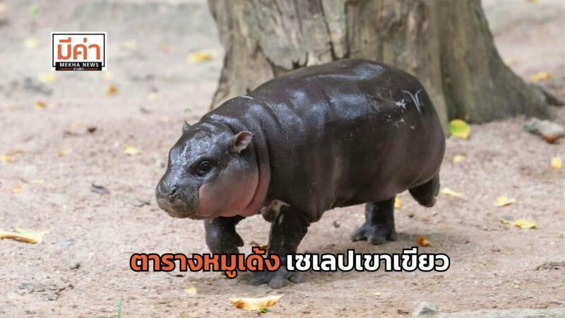 ตารางหมูเด้ง เซเลปเขาเขียว