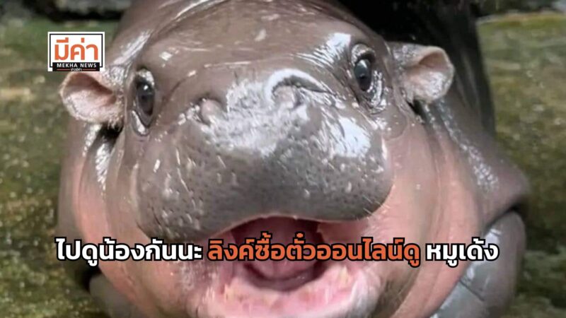 ลิงค์ซื้อตั๋วออนไลน์ดู หมูเด้ง สวนสัตว์เปิดเขาเขียว