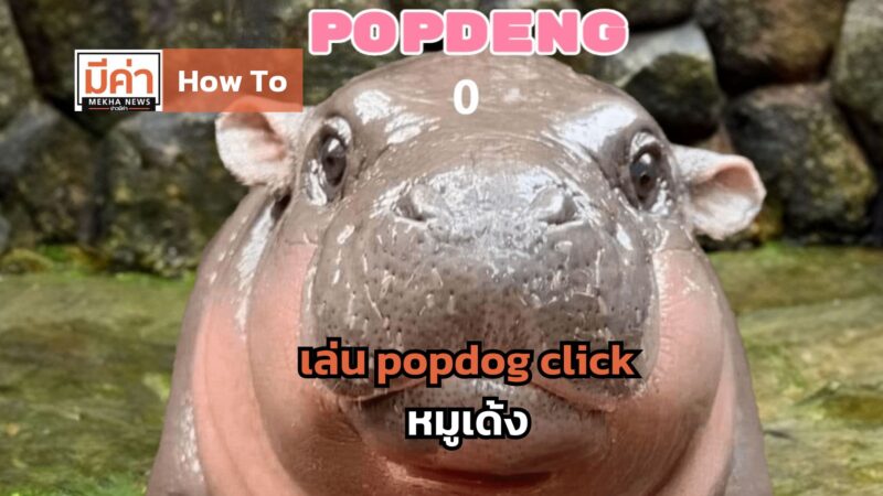 How To เล่น popdog click หมูเด้ง