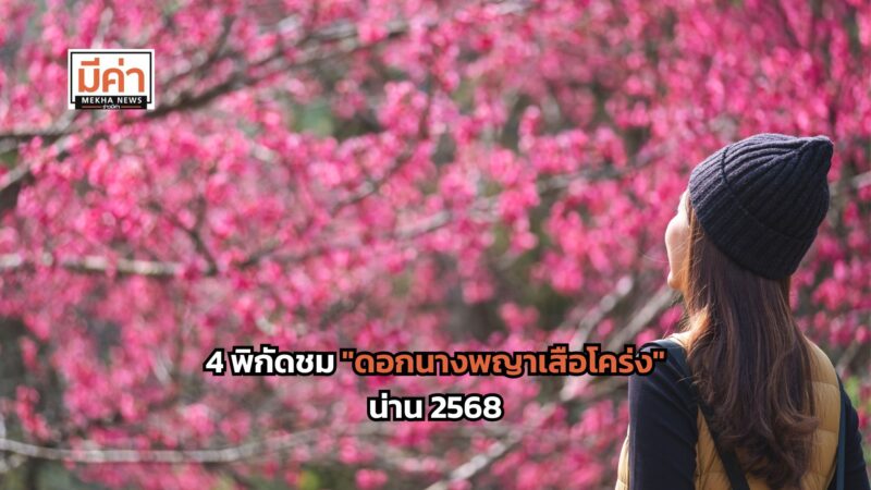 แจก 4 พิกัดชม “ดอกนางพญาเสือโคร่ง” น่าน 2568