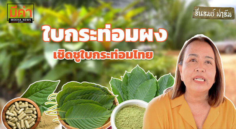 “กระท่อมผง” บ้านนาสาร สุราษฎร์ฯ อุตสาหกรรมต่อเนื่อง ส่งขายอินเดีย เดือนละ 20 ตัน